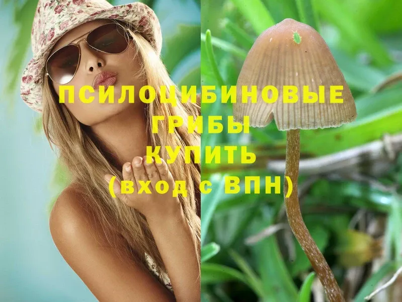 Псилоцибиновые грибы Psilocybe  Вологда 